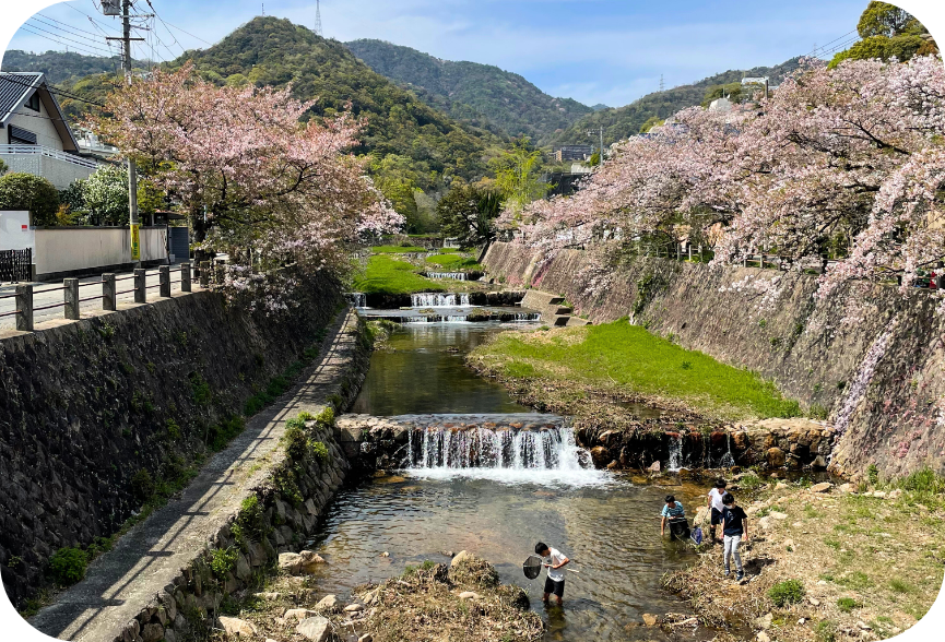View of Sakuras in Ashiya City, Japan